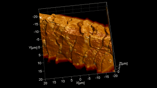 Contact mode topography image rendered in 3D and overlaid with the Lateral Force Microscopy image showing nicely the scales’ morphology as well as some hairspray droplets.