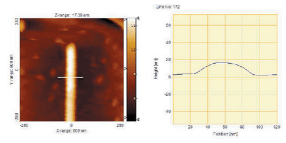 AFM topography scan (left) and cross section (right)