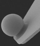 SEM image of colloidal AFM probe