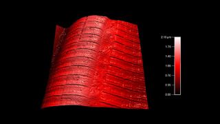 Mouse skeletal muscle fiber