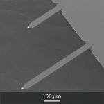 SEM image of OPUS 4XC AFM probe, side with long AFM cantilevers