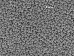 SEM image of TipCheck AFM tip characterizer