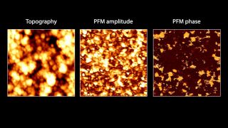 Topography (left), PFM amplitude (center) and PFM phase (right) images of polycrystalline Pb(Zr0.3Ti0.7)O3 thin film