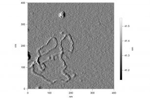 An amplitude image of DNA plasmids