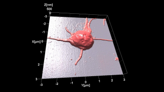 Topography image of human platelet acquired at room temperature