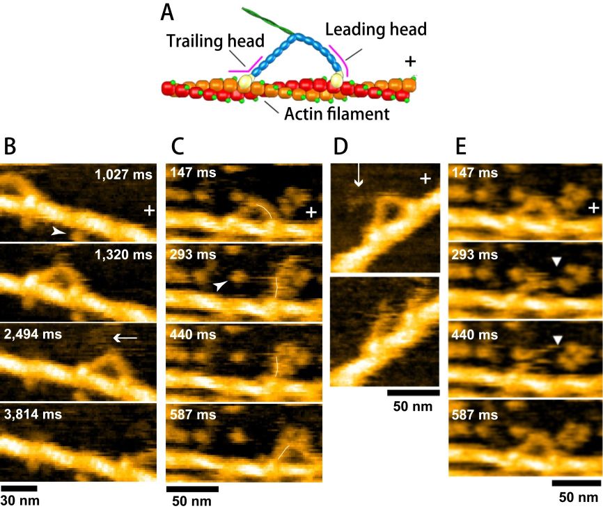 Fig. 4. Molecular behaviors of M5 captured by HS-AFM.