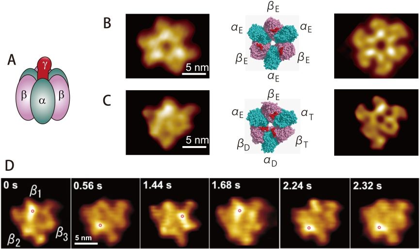 Fig. 5. Dynamic behavior of the alpha 3 beta 3 ring of F1-ATPase filmed with HS-AFM.