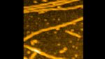 Actin filaments Actin filaments