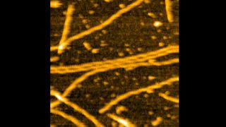 Actin filament on Mica with APTES. Buffer:100 mM KCl, 2 mM MgCl2, 1 mM EGTA, 20 mM Imidazole-HCl, pH7.6
Observed by HS-AFM.