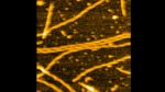 Actin filaments