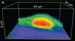 FIB-milled OPUS 3XC-GG AFM probes are used for cellular 3D nanoendoscopy AFM.