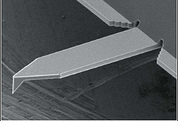 SEM image of OMCL-AC160TS AFM tip