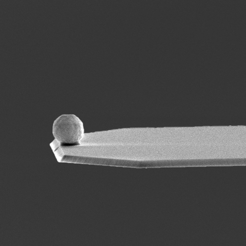 SEM image of gold microparticle size B