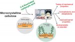 Morphological characterization of novel greaseproof, hydrophobic and biodegradable food packaging bioplastics