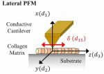 Collagen piezoelectricity in osteogenesis imperfecta