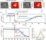 Correlative Atomic Force Microscopy with our OPUS 240AC-NA AFM probes