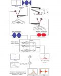 Study on the dependency of viscoelastic response of polymeric samples to multi-harmonic Atomic Force Microscopy using our Tap190Al-G AFM probes