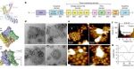 A pentameric TRPV3 channel with a dilated pore NanoWorld USC-F1.2-k0.15 AFM probes A pentameric TRPV3 channel with a dilated pore NanoWorld USC-F1.2-k0.15 AFM probes