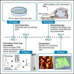 Nanoendoscopy AFM is performed with modified OPUS 240AC-NG AFM probes