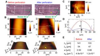 We applied the formula of the elastic shell theory to successfully quantify the turgor pressure and cell wall elasticity of an onion epidermal cell using the cell curvature and apparent stiffness measured by AFM. <br/>
(A) Photographs of the cell measured before (left) and after (right) perforation. Yellow arrow indicates the perforation point. Cell lengths along long- and short- axes are denoted by La and Lb, respectively. Bars, 50 μm.
(B) Topographic images before (left) and after (right) perforation. Measurement area corresponds to the dashed box area in (A).
(C) Enlarged image of the perforation point.
(D) Cross-sectional graph of the cell wall surface before (red line) and after (blue line) perforation. Bulge height of the cell surface is denoted by w. Dashed lines are curves for curvature calculated from Lb and w.
(E) Quantities determined from AFM measurement. Mean curvature of the cell wall surface κM is calculated from La, Lb, and w.