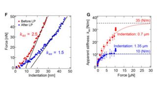 We applied the formula of the elastic shell theory to successfully quantify the turgor pressure and cell wall elasticity of an onion epidermal cell using the cell curvature and apparent stiffness measured by AFM.
(F) Force–indentation curves of the cell wall before (red dots) and after (blue dots) perforation. Dashed lines are fitting curves by the Hertz model and solid lines are fitting lines by the shell model. 
(G) Apparent stiffness kas as a function of force F applied to the cell wall before (red dots) and after (blue dots) perforation. kas is estimated by linear least squares fitting of the force-indentation curve in the vicinity of F, as shown in (F). Bars on dots represent RMS error. Solid lines are exponential plateau curves: kas = 35 × {1 − exp(− F/7)} (red line); kas = 10 × {1 − exp(− F/1.28)} (blue line). <br/>Scanned with <b>NANOSENSORS™ SD-Sphere-NCH-S</b> AFM probe with 400 nm AFM tip radius on Bruker Nanowizard 4 AFM system.