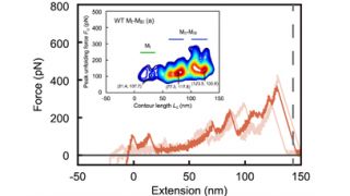 α-Catenin molecule works as a tension sensor at cadherin-based adherens junctions, controlling intercellular tension. In this study, unfolding process of α-catenin under tension was explored by AFM-based molecular mechanical testing.
"Mechano-adaptive sensory mechanism of α-catenin under tension" 
(https://www.nature.com/articles/srep24878) ©Koichiro Maki & Taiji Adachi, Kyoto University (Licensed under CC BY 4.0)
Scanned with an OMCL-TR400PSA-1 AFM Probe on a Bruker AFM NanoWizard 3